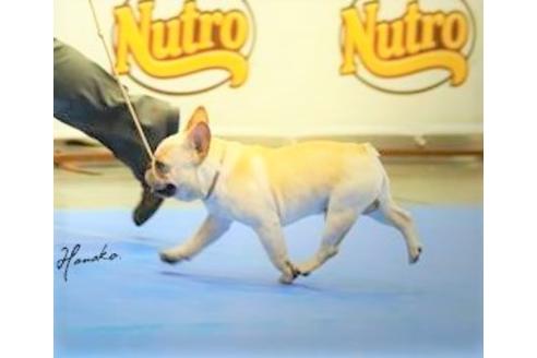 販売中のフレンチブルドッグの親犬